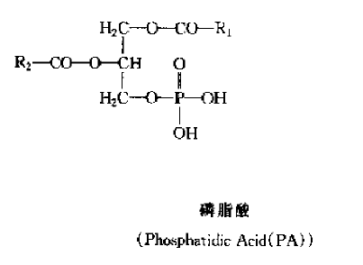 油脂与磷脂的结构解析 从化学视角理解生命核心分子之差异